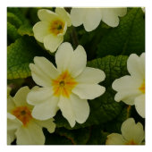 Primroses-Poster Perfect Poster (Voorkant)
