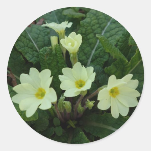 Primroses Sticker (Voorkant)