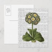 Primula Auricula Blue Briefkaart (Voorkant / Achterkant)