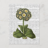 Primula Auricula Blue Briefkaart (Voorkant)