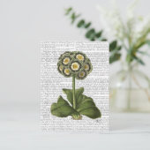 Primula Auricula Blue Briefkaart (Staand voorkant)