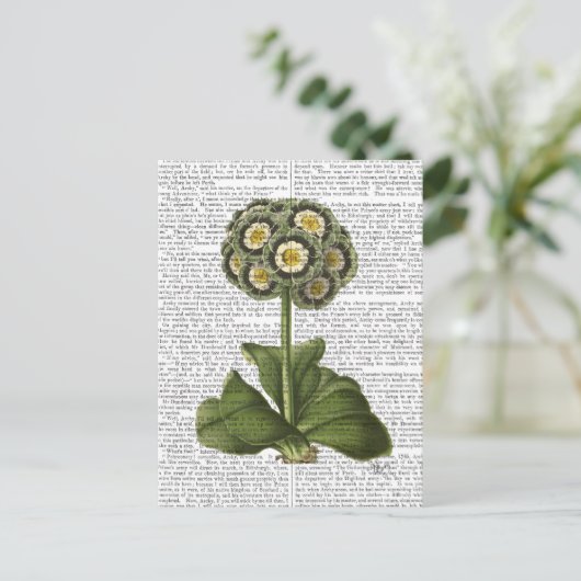 Primula Auricula Blue Briefkaart (Staand voorkant)