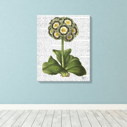 Primula Auricula Blue Canvas Afdruk (Insitu (Houten vloer))