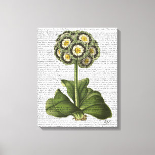 Primula Auricula Blue Canvas Afdruk