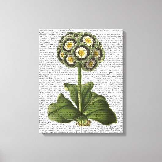 Primula Auricula Blue Canvas Afdruk (Voorkant)