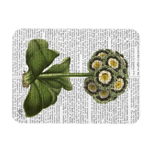 Primula Auricula Blue Magneet (Horizontaal)