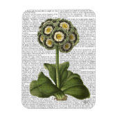 Primula Auricula Blue Magneet (Verticaal)