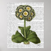 Primula Auricula Blue Poster (Voorkant)