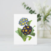 Primula Auricula - Cowslip - Pierre Joseph Redoute Briefkaart (Staand voorkant)