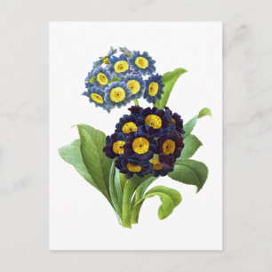 Primula Auricula - Cowslip - Pierre Joseph Redoute Briefkaart