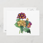Primula Auricula - Cowslip - Pierre Joseph Redoute Briefkaart (Voorkant / Achterkant)
