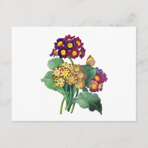 Primula Auricula - Cowslip - Pierre Joseph Redoute Briefkaart