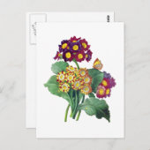 Primula Auricula - Cowslip - Pierre Joseph Redoute Briefkaart (Voorkant / Achterkant)