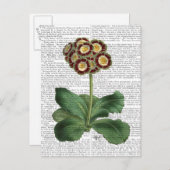 Primula Auricula Red Briefkaart (Voorkant / Achterkant)