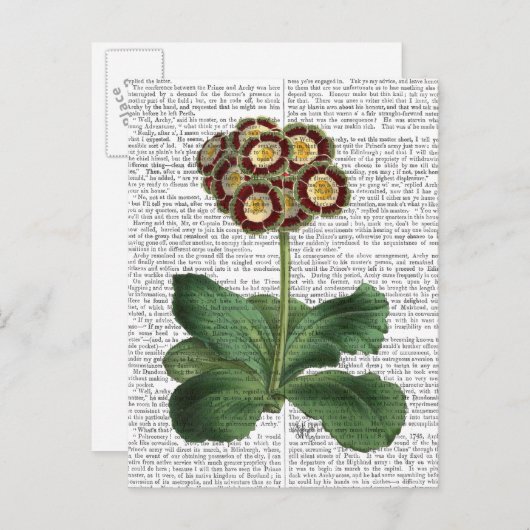 Primula Auricula Red Briefkaart (Voorkant / Achterkant)