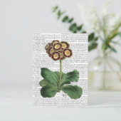 Primula Auricula Red Briefkaart (Staand voorkant)