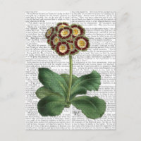 Primula Auricula Red