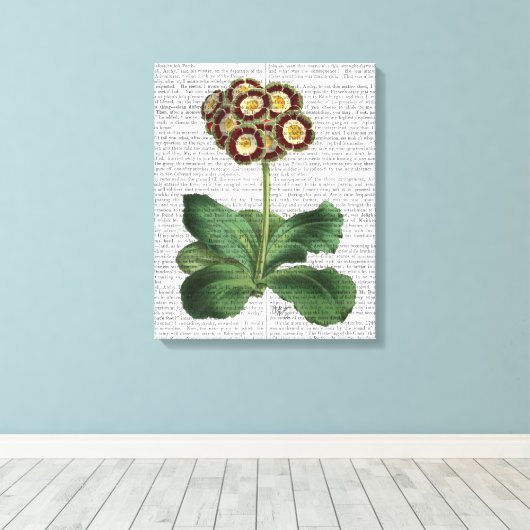 Primula Auricula Red Canvas Afdruk (Insitu (Houten vloer))