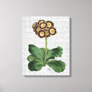 Primula Auricula Red Canvas Afdruk