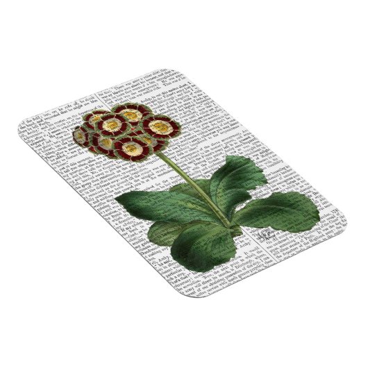 Primula Auricula Red Magneet (Rechterzijde)