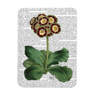 Primula Auricula Red Magneet