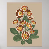 Primula-bloempatroon Poster (Voorkant)