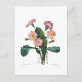 Primula Briefkaart (Voorkant)