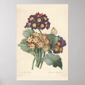 Primula Canvas afdrukken Poster (Voorkant)
