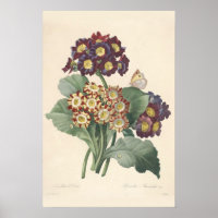 Primula Canvas afdrukken