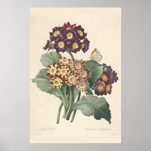 Primula Canvas afdrukken Poster (Voorkant)