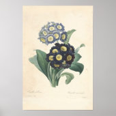 Primula Canvas afdrukken Poster (Voorkant)