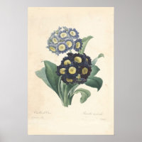 Primula Canvas afdrukken