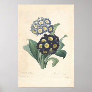 Primula Canvas afdrukken Poster