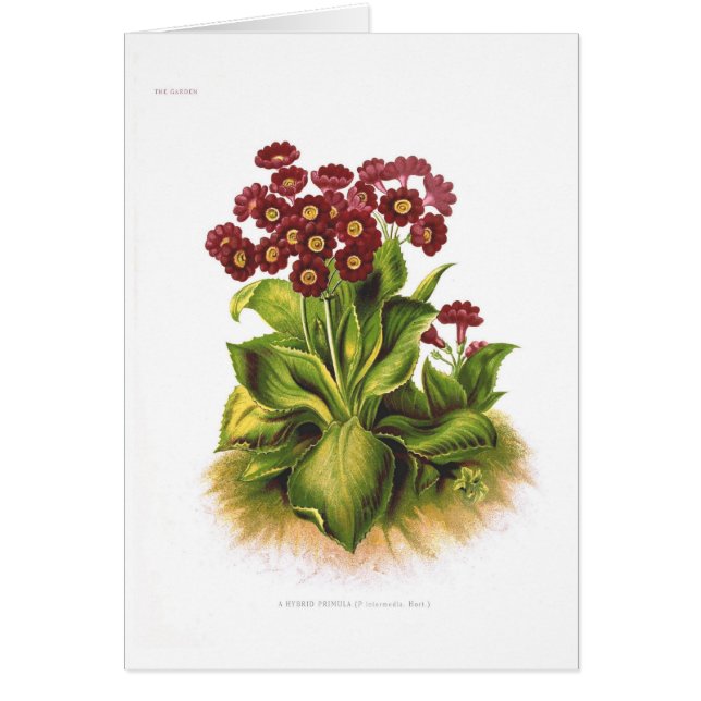 Primula hybride (Voorkant)