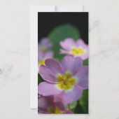 Primula Lente Bloemen 2 Condoleance Dankkaart Bedankkaart (Achterkant)