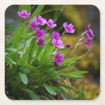 Primula maguirei bloem foto © Sandy Long