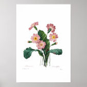 Primula Poster (Voorkant)