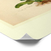 Primula Poster (Hoek)