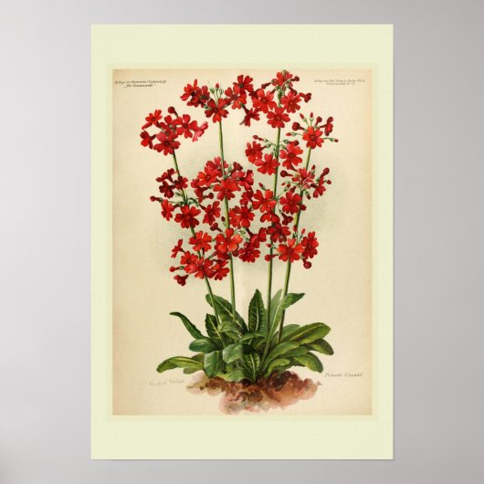 Primula Poster (Voorkant)