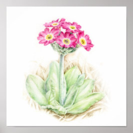 Primula scotia alpine plant waterverf kunst poster