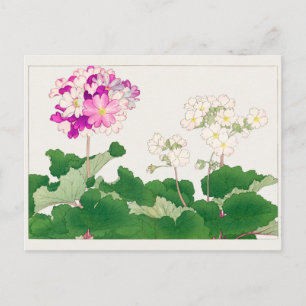 Primula van Tanigami Konan Briefkaart