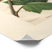 Primus Raspberry Print (Hoek)