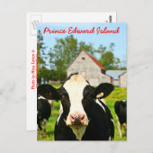 Prince Edward Island Dairy Cow Briefkaart (Voorkant / Achterkant)