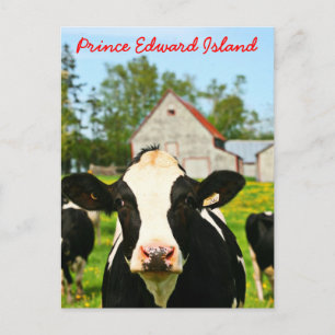 Prince Edward Island Dairy Cow Briefkaart