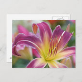 Prince of Paars - Daylily Briefkaart (Voorkant / Achterkant)