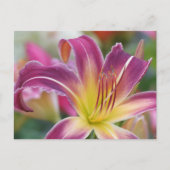 Prince of Paars - Daylily Briefkaart (Voorkant)