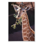 Princess 4X6 Print #2 Foto Afdruk (Voorkant)