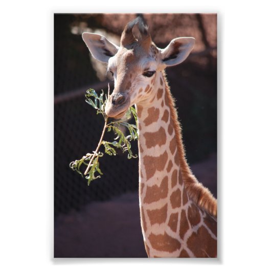 Princess 4X6 Print #2 Foto Afdruk (Voorkant)