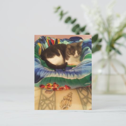 Princess A Sweet Little Southern Ragamuffin Kat Briefkaart (Staand voorkant)