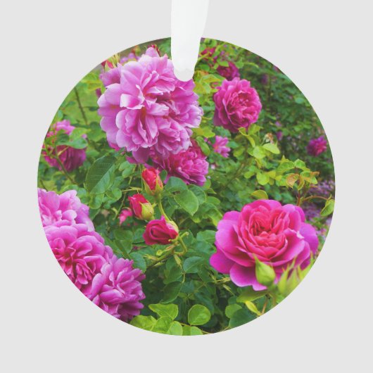 Princess Anne Roos #2-1 Ornament (voorkant)